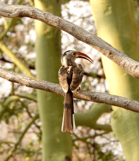 Bird Watching at Shelanti-2