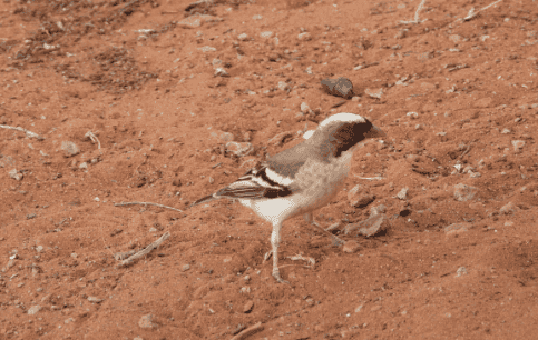 Bird Watching at Shelanti-5