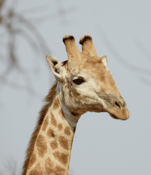 Shelanti Experiences Game Drives-4