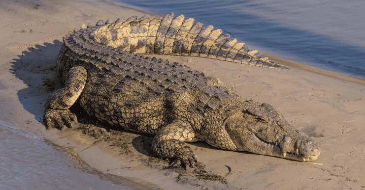 Wildlife Encounters at Shelanti -10