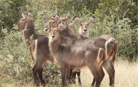 Wildlife Encounters at Shelanti -12