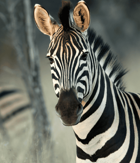 Wildlife Encounters at Shelanti -13