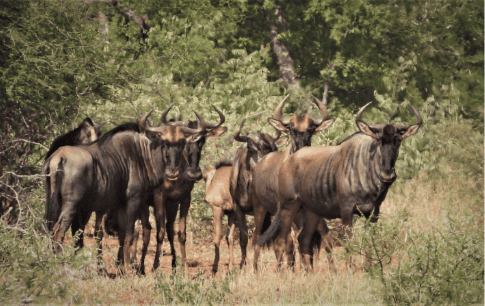 Wildlife Encounters at Shelanti -15