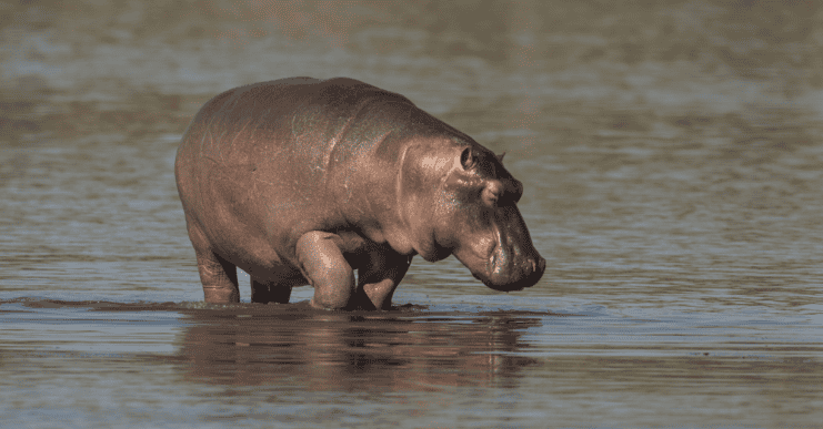 Wildlife Encounters at Shelanti -17