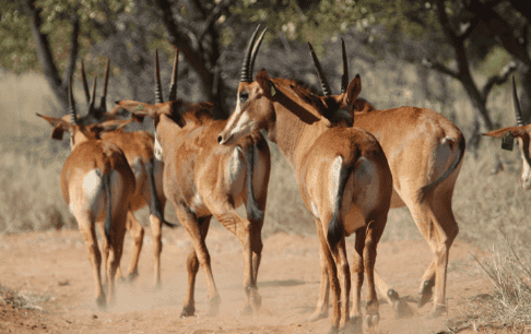 Wildlife Encounters at Shelanti -19