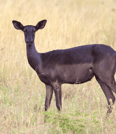 Wildlife Encounters at Shelanti -9
